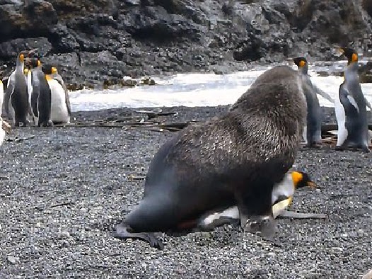 http://www.bbc.com/earth/story/20141117-why-seals-have-sex-with-penguins