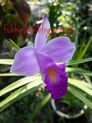 Bunga Orkid Buluh Arundina Graminifolia