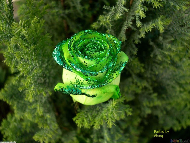 Ảnh đẹp của hoa hồng xanh lá cây