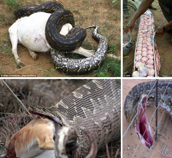 Anaconda Pregnant With 100 Eggs Slain After Supposedly Eating A Cow! Find Out What They Did To Its Eggs Here!