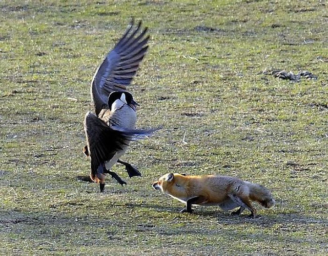 A fox tried to catch a goose but failed, fox vs goose, fox vs geese