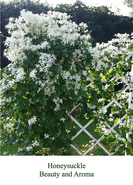 Honeysuckle Image