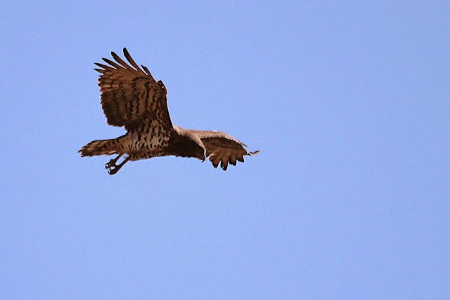 aguila culebrera buscando presas desde el aire