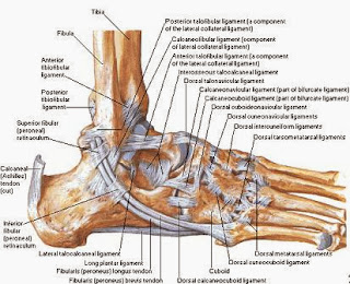 medial ankle ligaments