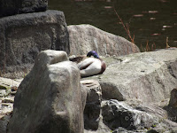 Male mallard sleeping near a pond in Kyoto, Japan - © Denise Motard