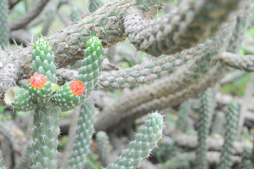 El Jardin Botánico es un sitio para hacer turismo en Bogotá