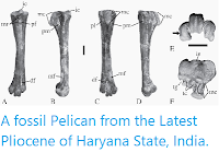 https://sciencythoughts.blogspot.com/2014/11/a-fossil-pelican-from-latest-pliocene.html