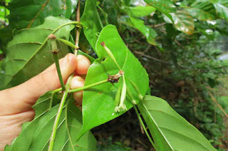 Benefits of Gambier for Health and Skin