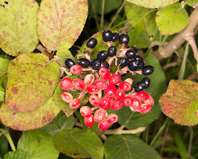 Wayfaring-Tree, Verbena lantana.  Hutchinson's Bank, 29 July 2015.