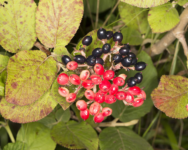 Wayfaring-Tree, Verbena lantana.  Hutchinson's Bank, 29 July 2015.