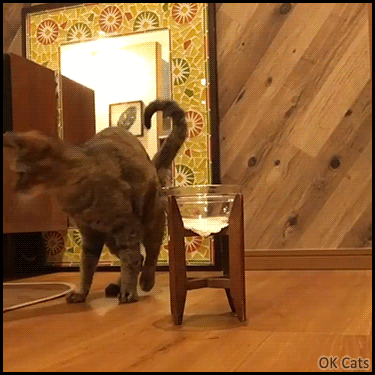 Funny Cat GIF • Cat does not want to eat new treats. “Unacceptable! can you add bonito flakes on top, please?” [ok-cats.com]