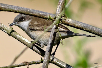 “This is a small species the Lesser Whitethroat - Sylvia curruca,with a grey back, whitish underparts, a grey head with a darker "bandit mask" through the eyes and a white throat.A common winter migrant.”