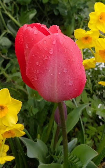 Tulipán (Huerto La Cuña Verde)