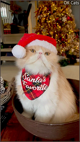 Christmas Cat GIF • Santa PAWS is coming to town. May your days be Meowy and Brigh [ok-cats.com]