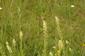 wildflowers in Norfolk in spring