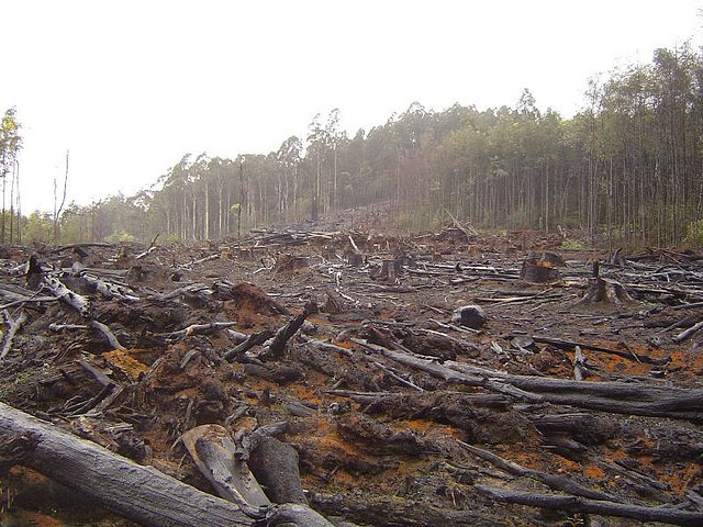 Penyebab Kerusakan Hutan Serta Dampaknya Bagi Kehidupan