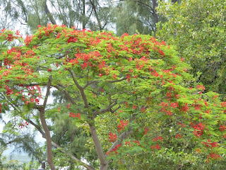 Delonix regia - Flamboyant