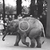 Chuyện hai chú voi Hồ Chủ tịch tặng vườn thú Leningrad