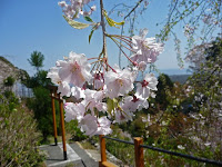 白山権現から枝垂れ桜。