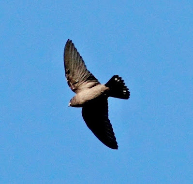 "Dusky Craig Martin, Ptyonoprogne concolor , in flight from below."