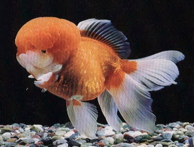 Image result for Ikan hias koki oranda