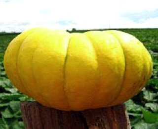 Benefits of Pumpkin Yellow To Health