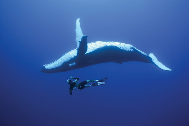 Divers Dwarfed by Whales And Sharks Seen On www.coolpicturegallery.us