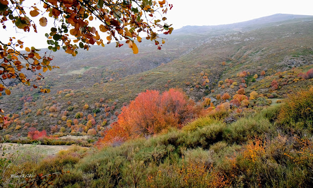 Dehesa del Camarate de Lugros, Granada, Senderismo, Bosque Encantado