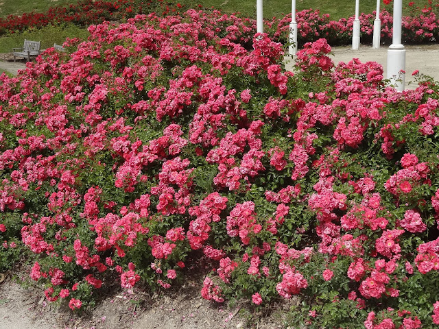 2024.06.27-051 la Roseraie