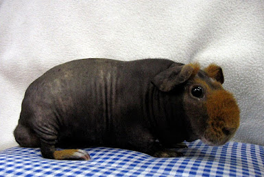 skinny pig - a type of hairless guinea pig