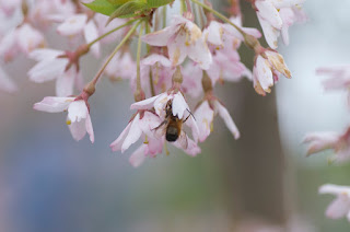 Cerisier du Japon pleureur à fleurs rose, arbres pleureur, arbres de jardin,
