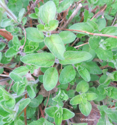 oregano, Origanum vulgare