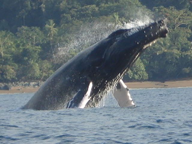 Playa Ballena, Puntarenas