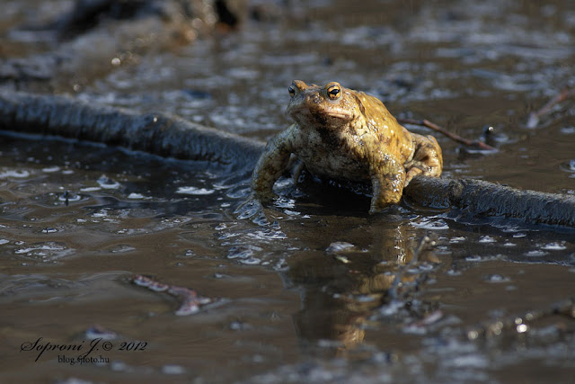 Barna varangy (Bufo bufo)