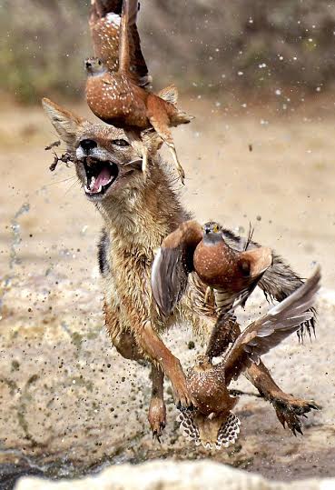 Pictures from African waterhole shows how a predator repeatedly misses killing its prey