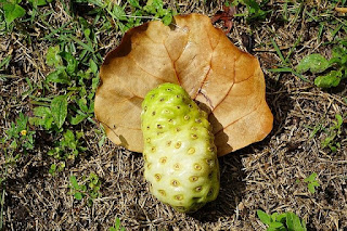 noni-fruits-in-hindi