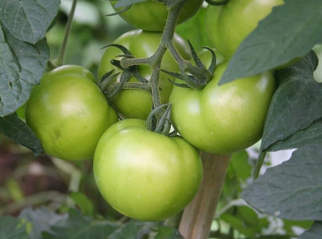Alt: = " mature-unripe tomatoes"