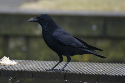 Swarte Krie - Zwarte Kraai - Corvus corone