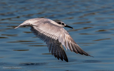 Sandwich Tern in Flight : Canon EOS 70D / Canon EF 70-300mm f/4-5.6L IS USM Lens