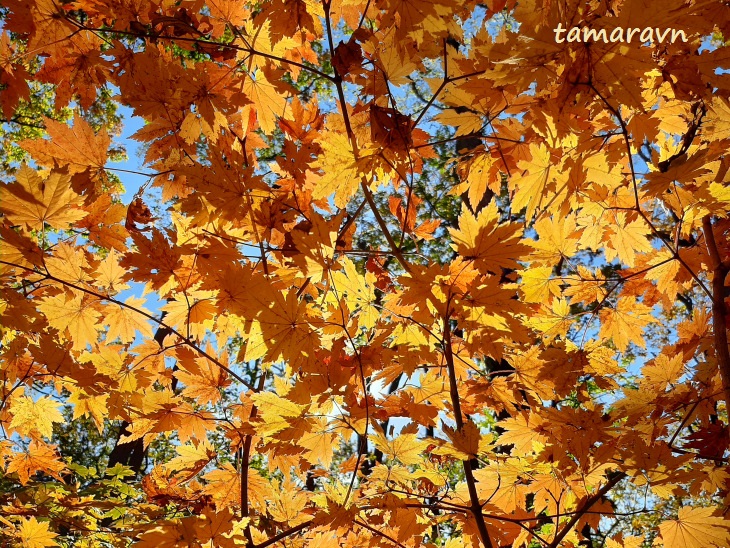 Клён ложнозибольдов (Acer pseudosieboldianum)