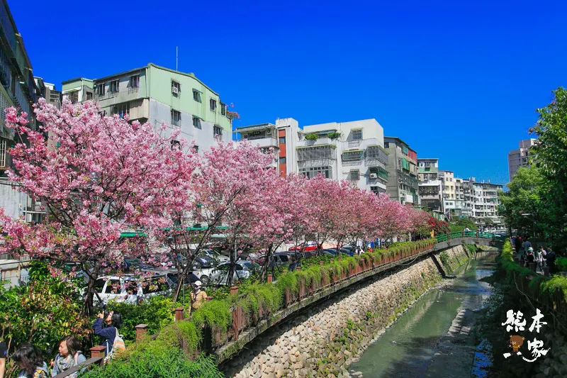 土城希望之河廣場櫻花｜貨饒拱橋旁櫻花｜公館溝櫻花林｜土城貨饒里櫻花｜新北市櫻花季