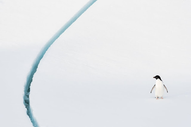 exposición-anual-fotografía-antártica-fotos-ganadoras-2018