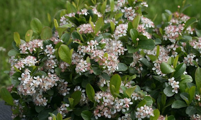 Chokeberry (Aronia)