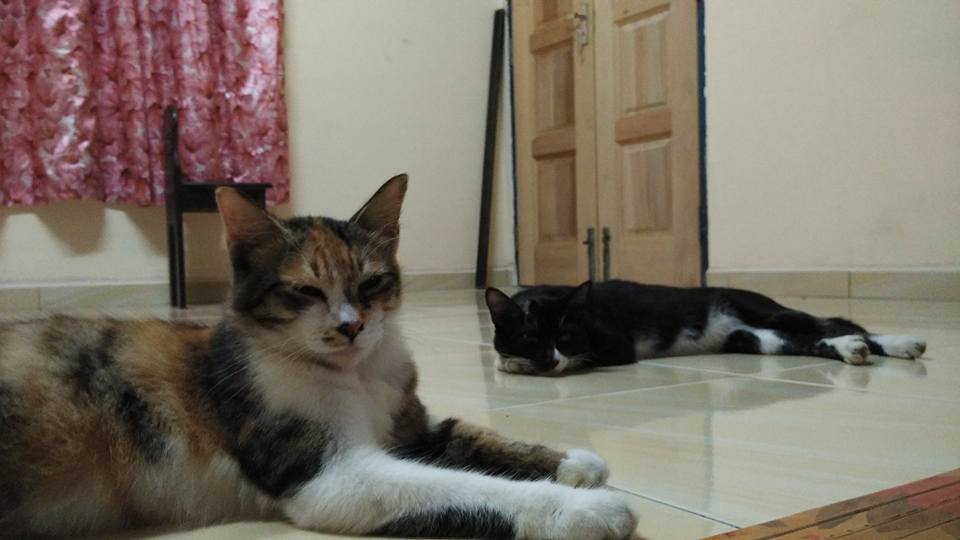 Kami sayaNg kuciNg