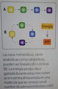 Tipos de Rutas Metabólicas. Fuente: Santillana