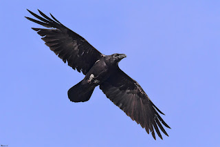 cuervo-grande-corvus-corax-girando-en-vuelo-