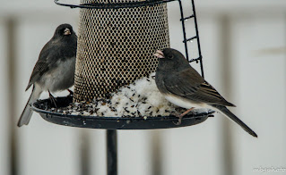 Dark Eyed Juncos on feeder photo by mbgphoto