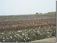 DSCN1274