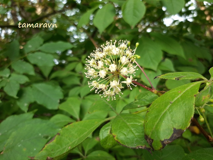 Элеутерококк колючий / Свободноягодник колючий (Eleutherococcus senticosus)