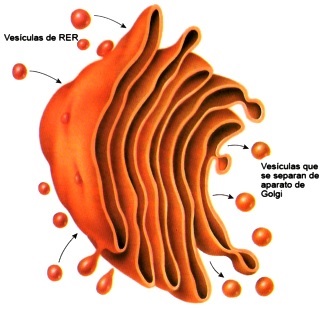 Dibujo del Aparato de Golgi a color para niños